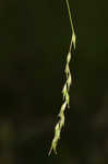 White edge sedge